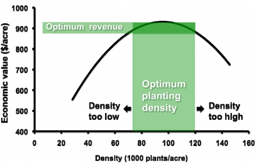 Using The Right Planting Density Is Critical For Optimum Yield And Revenue For Vegetable Crops 1162